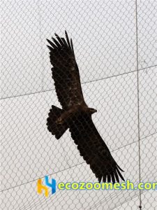 zoo-mesh phantom-mesh aviary-mesh Eagle-aviary-mesh (2)