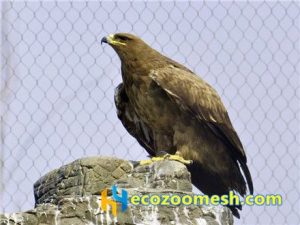 zoo-mesh phantom-mesh aviary-mesh Eagle-aviary-mesh (3)
