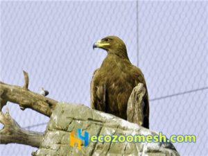 zoo-mesh phantom-mesh aviary-mesh Eagle-aviary-mesh (4)