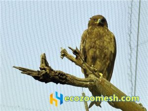 zoo-mesh phantom-mesh aviary-mesh Eagle-aviary-mesh (5)zoo-mesh phantom-mesh aviary-mesh Eagle-aviary-mesh (5)