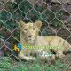 lion cage fence, lion fence mesh