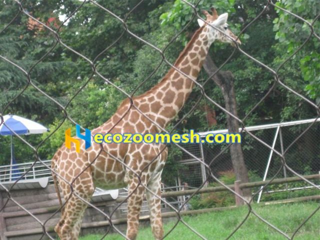 giraffe exhibit, giraffe fence, giraffe cage mesh, giraffe enclosure mesh