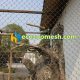 Parrot mesh netting