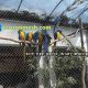 wire rope parrot aviary weaving net