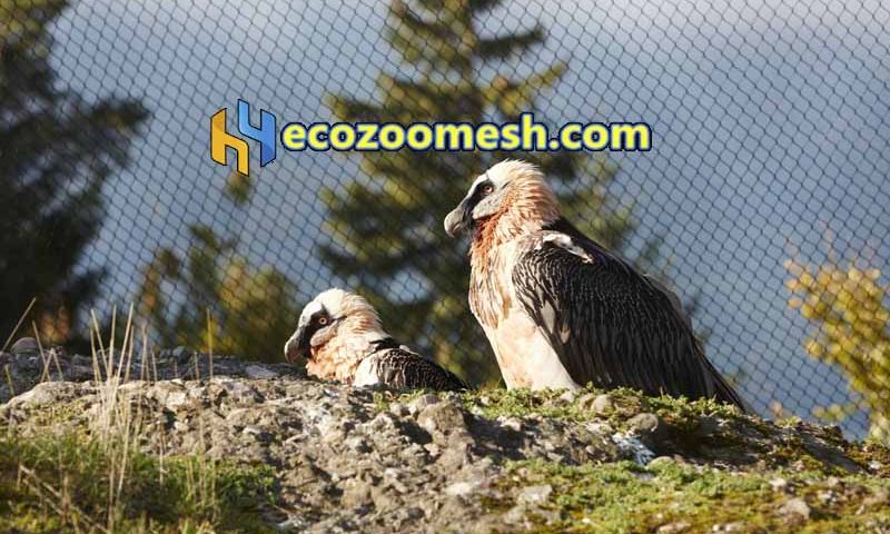Eagle exhibit mesh netting, large birds exhibit aviary