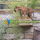 Tiger metal stainless steel zoo mesh enclosure