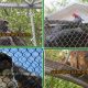 what is a zoo enclosure