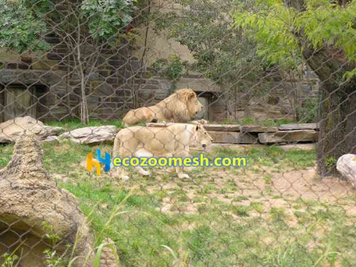 lion exhibit animal fence