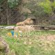 lion exhibit animal fence