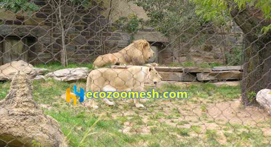 lion exhibit animal fence