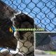 Fierce animal tiger cage net