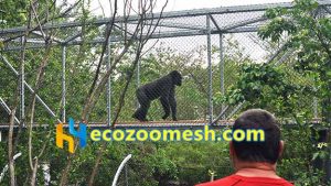 Gorilla Wire Mesh Exhibit Enclosure