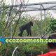 Gorilla Wire Mesh Exhibit Enclosure