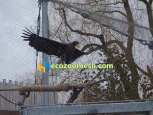 eagle aviary mesh