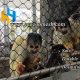 Black oxidized stainless steel monkey exhibit net