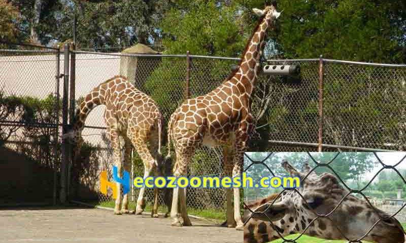 giraffe barriers giraffe exhibitions