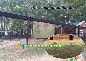 Antelope wire rope fence factory direct sales, kangaroo fencing design --Ecozoomesh