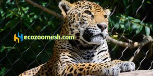 Leopard fence mesh factory, fence mesh for zoo leopard exhibit for sale