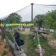Black stainless steel rope gorilla cage net,black wire rope orangutan exhibit