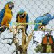 Macaw aviary design, Macaw aviary wire mesh