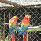 parrot cage mesh, aviary netting3