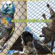 black stainless steel wire cable mesh is very suitable for animal enclosures designing