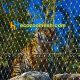 zoo animal enclosures including bird and tiger are made of hand-woven netting mesh