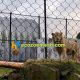 zoo animal enclosures for lions