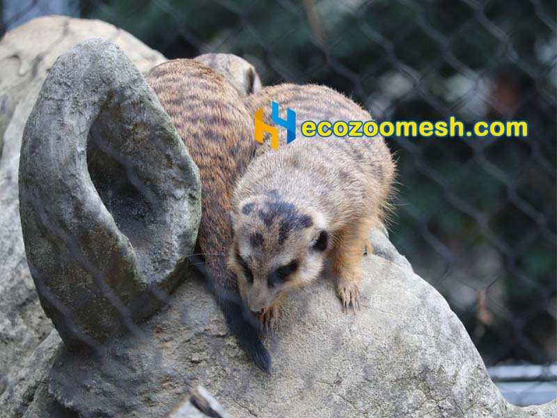 invisible Meerkat Exhibit Mesh