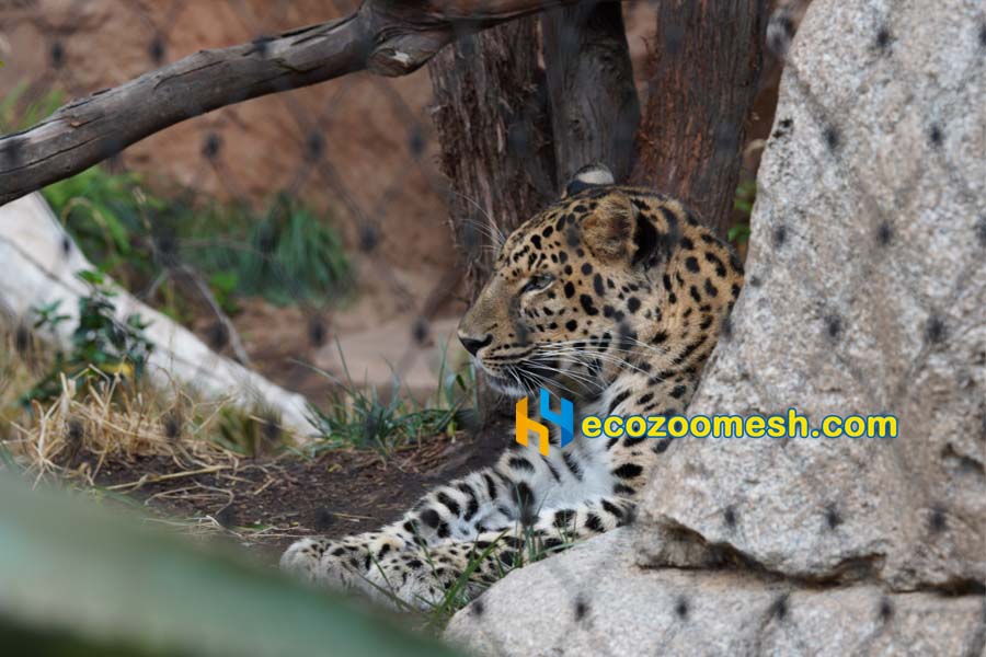 Amur Leopard Ferrule Mesh