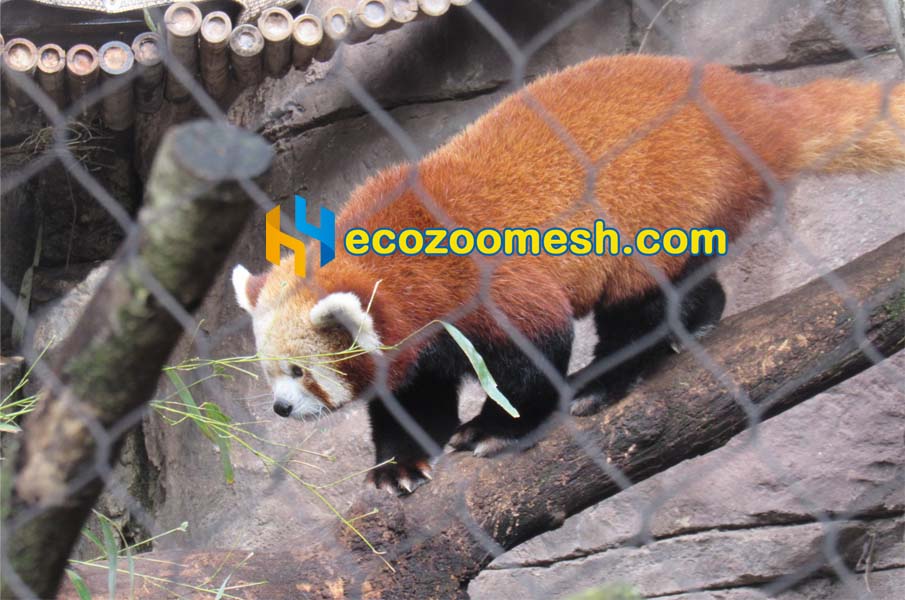 Red Pandas Exhibit Mesh