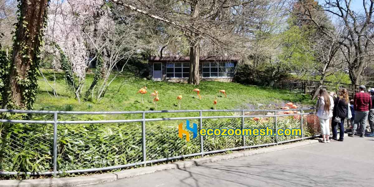 zoo handrail mesh around flamingos enclosure