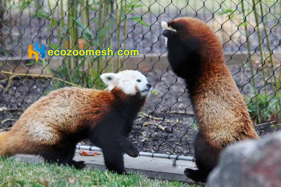 American Farm Animal Mesh red pandas