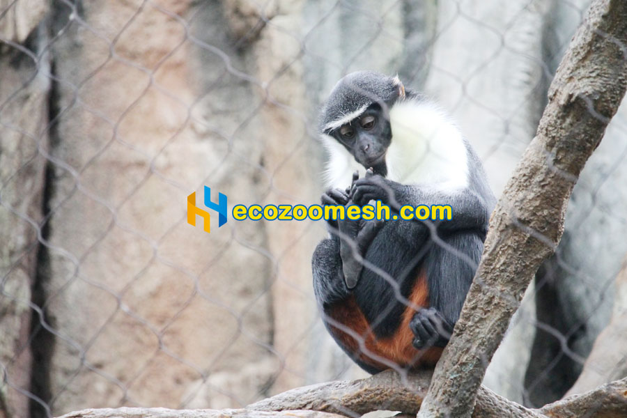 Primate Enclosure Mesh for Residence Diana monkey