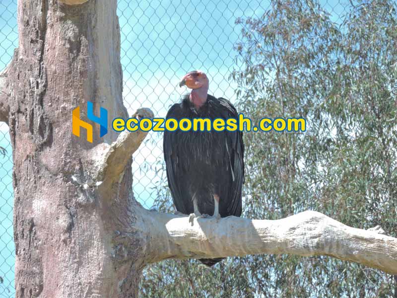Vulture Fencing Mesh California condors