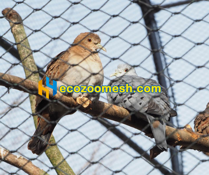 1-Inch Mesh for Birds Aviary blue ground doves