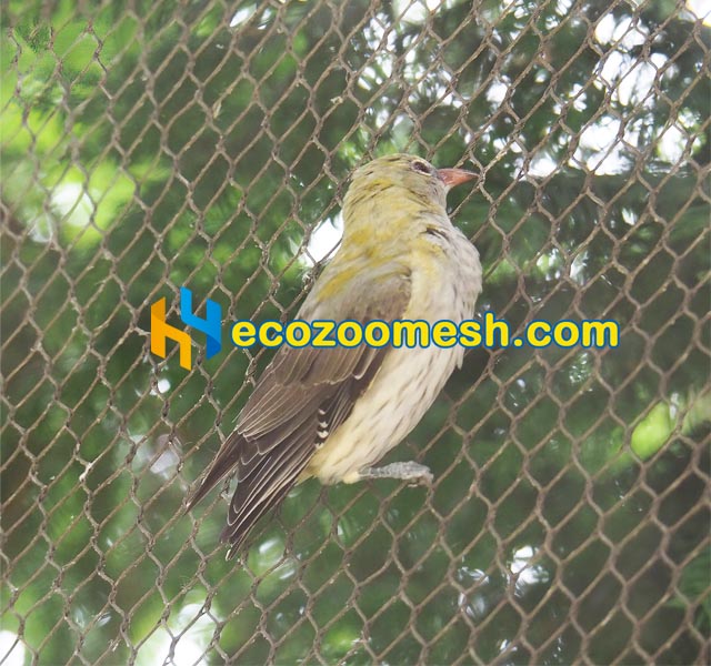 1-Inch Mesh for Birds Aviary doves