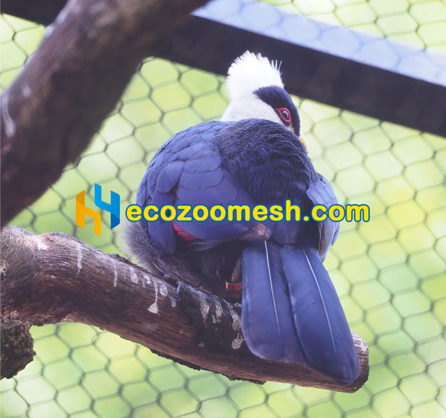 1-Inch Mesh for Birds Aviary turaco