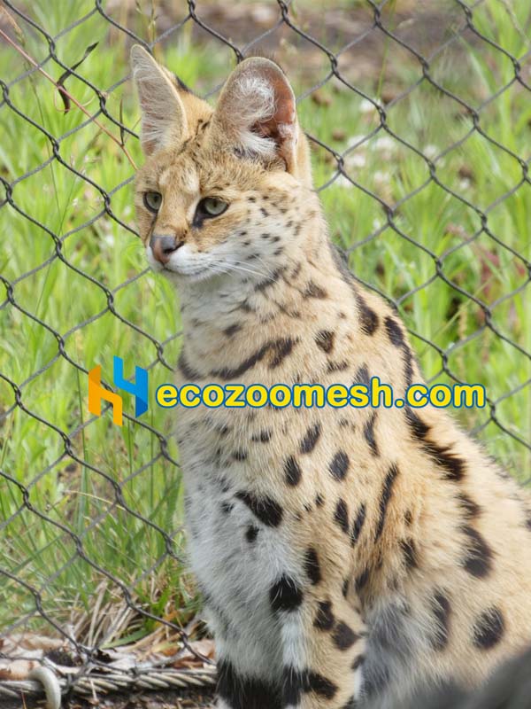 medium cat exhibits netting fence