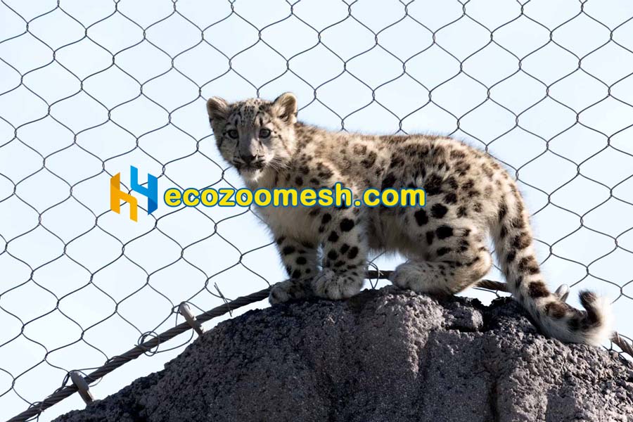 snow leopard medium cat exhibits netting