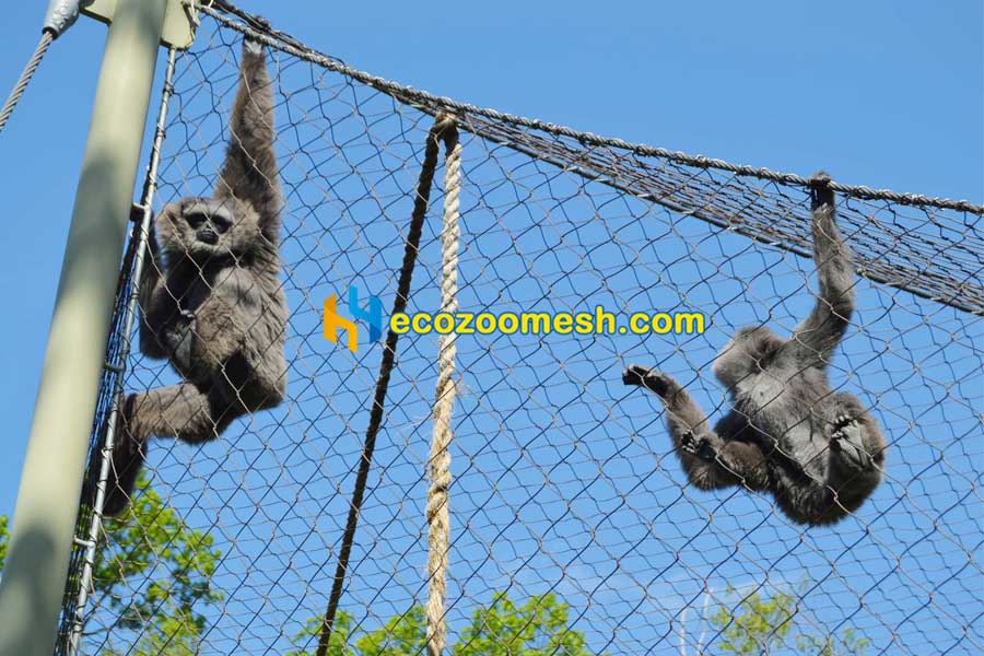 Javan Gibbon Fence Mesh they are playing
