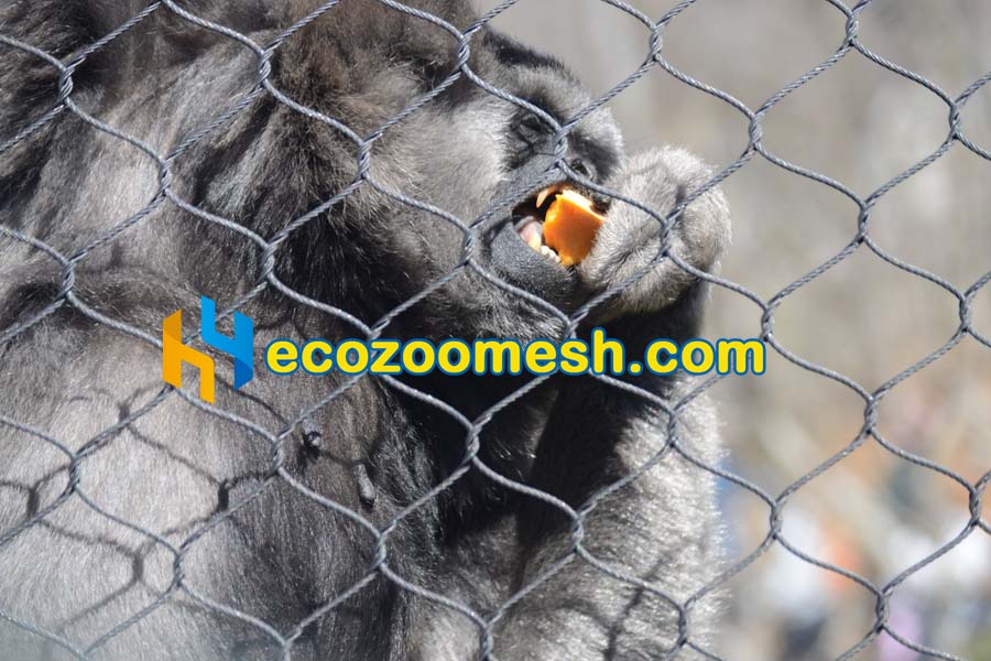 Javan Gibbon Fence Mesh javan eating