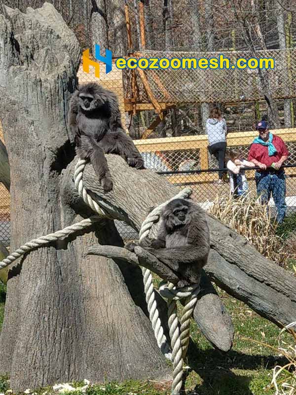 Javan Gibbon Fence Mesh