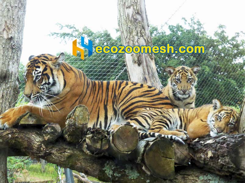 animal wire mesh for tiger enclosure