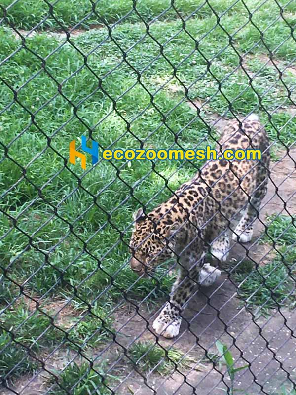 black wire rope mesh for amur leopard
