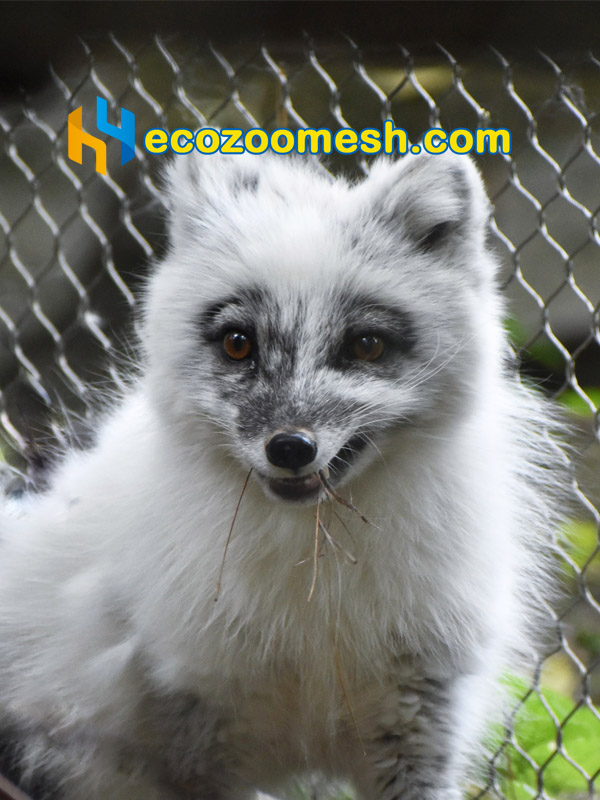 woven wire mesh for arctic fox enclosure