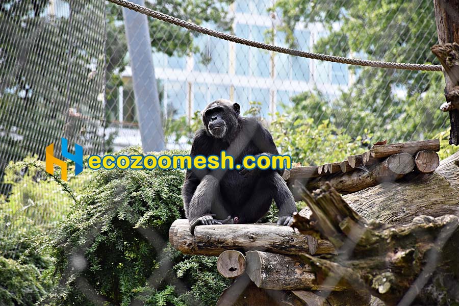ferrule mesh zoo enclosure chimpanzee