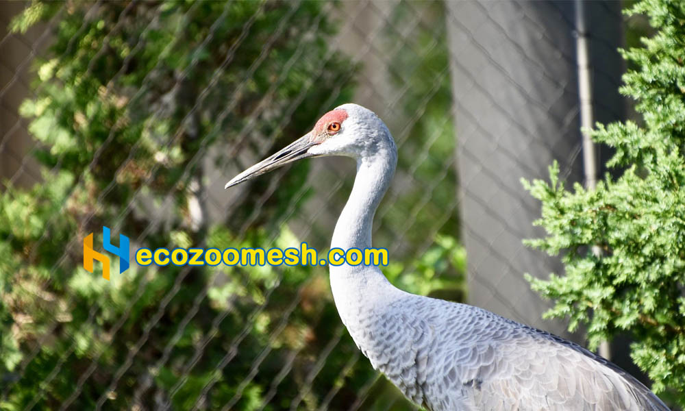 bird aviary mesh florida sandhill crane