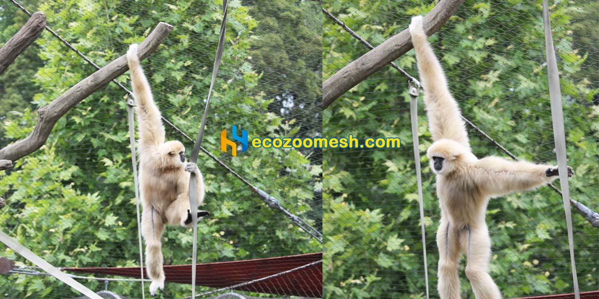 mesh cable for gibbons