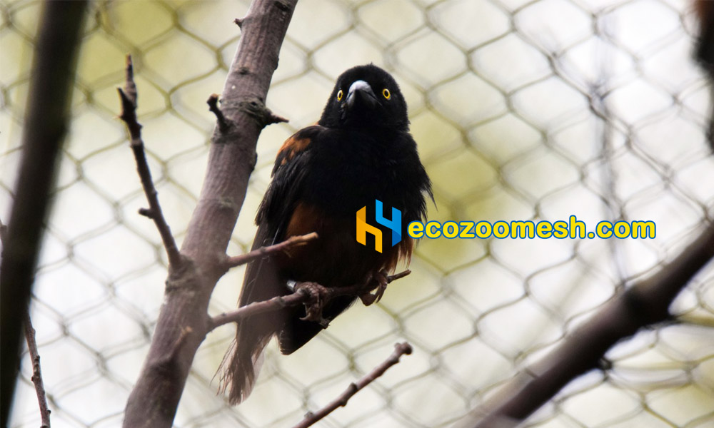 transparent wire aviary mesh